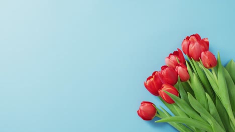 Bouquet-of-red-tulips-on-blue-background-at-valentine's-day