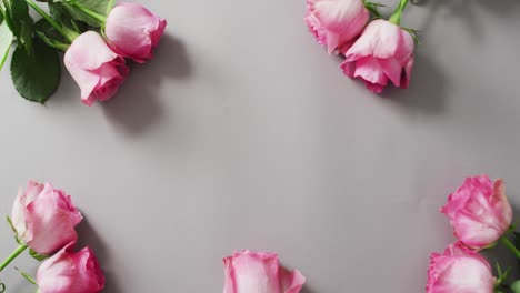 Pink-roses-lying-on-pink-background-at-valentine's-day