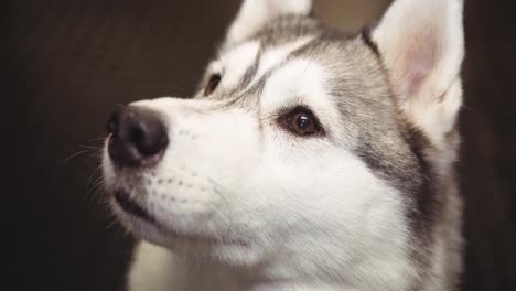 Close-up-of-pet-husky-dog-looking-up