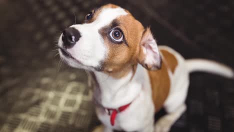 Close-up-of-small-brown-and-white-pet-dog-in-red-collar-looking-up