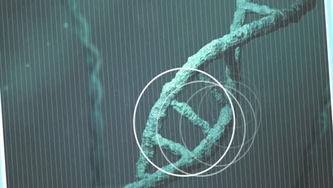 Animation-Von-Weißen-Kreisen-über-Dem-Sich-Drehenden-DNA-Strang