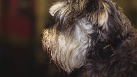 Close-up-of-long-haired-grey-and-white-pet-dog-looking-away