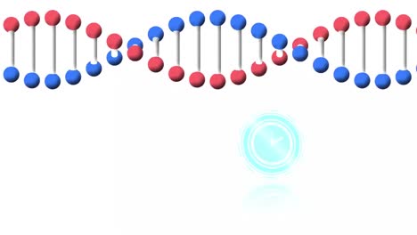 Animation-Einer-Sich-Schnell-Bewegenden-Uhr-Und-Eines-Sich-Drehenden-DNA-Strangs-Auf-Weißem-Hintergrund