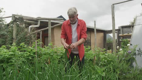 Senior-caucasian-man-harvesting-and-working-alone-in-garden
