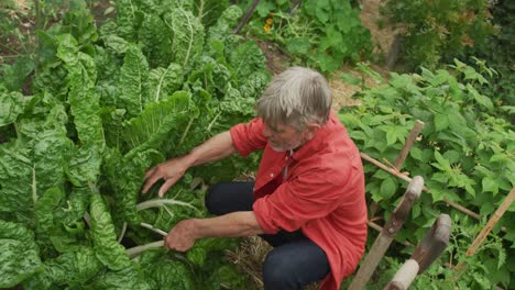 Senior-caucasian-man-harvesting-and-working-alone-in-garden