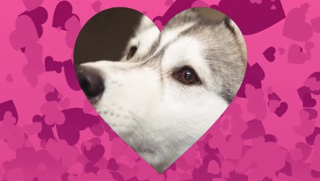 Herzförmiger-Ausschnitt-über-Der-Nahaufnahme-Eines-Hundes-Vor-Herzsymbolen,-Die-Vor-Rosa-Hintergrund-Schweben