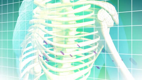 Animation-of-skeleton-and-grid-over-blue-background