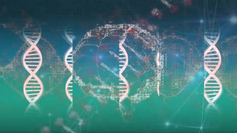 Animation-Des-DNA-Strangs-Und-Des-Menschlichen-Gehirns-über-Ein-Netzwerk-Von-Verbindungen