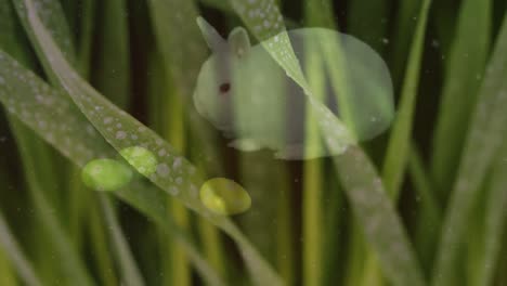 Animation-of-green-grass-falling-over-bunny