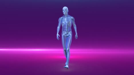 Video-Von-Farbigen-Lichtern-über-Einem-Menschlichen-Anatomischen-Modell-Auf-Violettem-Hintergrund