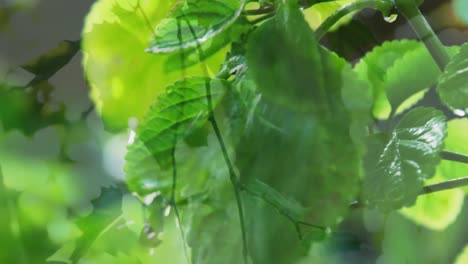 Zusammengesetztes-Video-Von-Blättern-An-Einem-Baum-Vor-Wasser,-Das-über-Pflanzen-Fällt