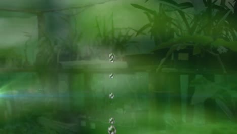 Zusammengesetztes-Video-Von-Lichtflecken-Und-Wassertropfen,-Die-Auf-Pflanzen-Im-Garten-Fallen
