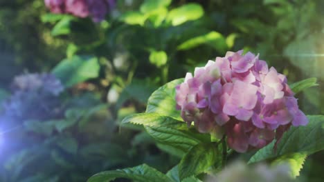Lichtfleck-Vor-Nahaufnahme-Einer-Rosa-Blume-Im-Garten