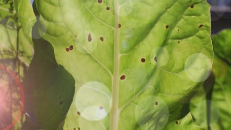 Composite-video-of-spots-of-light-against-close-up-of-a-green-leaf
