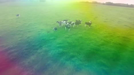 Video-of-rainbow-fog-over-view-of-a-pasture-with-cows