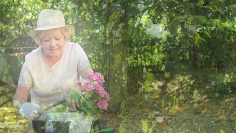 Composite-video-of-tress-in-the-forest-against-caucasian-senior-woman-gardening-in-the-garden