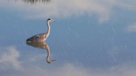Animation-Von-Regen,-Der-über-Einen-Vogel-Im-Wasser-Fällt,-Und-Spiegelung-Des-Himmels-Im-Hintergrund
