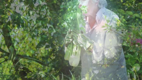 Animation-of-trees-over-senior-caucasian-woman-picking-vegetables-in-garden