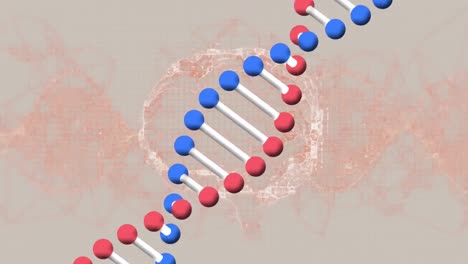 Animation-of-dna-chain-rotating-over-brain-on-beige-background