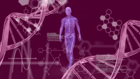 Animation-Chemischer-Formeln-Und-Datenverarbeitung-über-Die-DNA-Kette-Und-Den-Sich-Bewegenden-Menschlichen-Körper