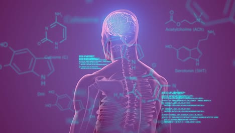 Animation-of-chemical-formulas-and-data-processing-over-rotating-human-body