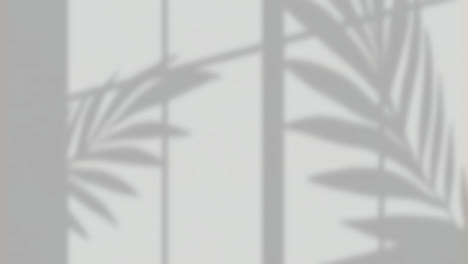 Animation-Des-Fensterschattens-Von-Blättern-Auf-Grauem-Hintergrund