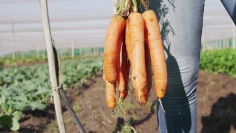 Video-of-legs-of-african-american-man-holding-carrots-and-standing-in-greenhouse