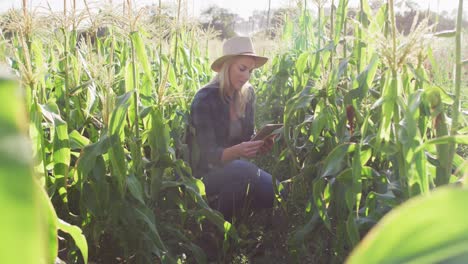 Video-of-happy-caucasian-woman-using-tablet-in-cornfield-on-sunny-day