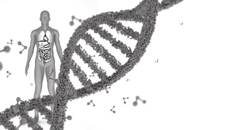 Animation-Eines-DNA-Strangs,-Der-Sich-über-Einem-Menschlichen-Körpermodell-Dreht