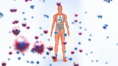 Animation-Fallender-Viruszellen-über-Dem-Menschlichen-Körpermodell