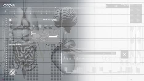 Animation-of-digital-interface-over-human-organs-model