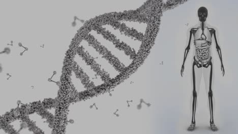 Animation-Eines-DNA-Strangs,-Der-Sich-über-Einem-Menschlichen-Körpermodell-Dreht