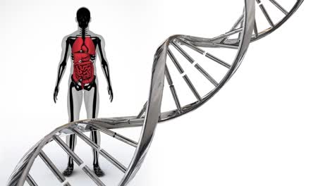 Animation-of-dna-strand-spinning-over-human-body-model