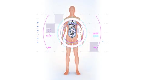 Animation-of-digital-interface-over-human-body-model