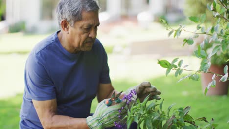 Video-of-focused-biracial-senior-man-taking-care-of-plants-in-garden