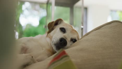 Video-Eines-Mischlingshundes,-Der-Zu-Hause-Auf-Dem-Sofa-Liegt