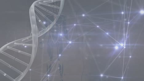 Animation-of-dna,-connections-and-human-model-over-grey-background