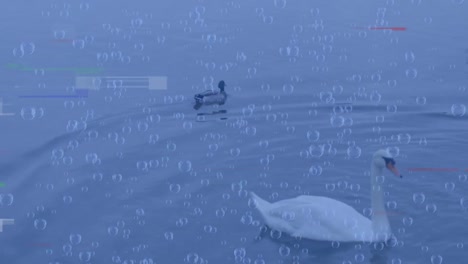 Animation-of-diverse-data-and-glitch-over-swans-and-ducks-on-lake