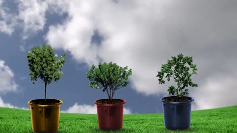 Animation-of-plants-in-flowerpots-over-sky-with-clouds