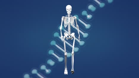 Animation-of-dna-strand-and-skeleton-on-blue-background