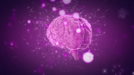 Netzwerk-Von-Verbindungen-über-Dem-Sich-Drehenden-Menschlichen-Gehirn-Vor-Violettem-Hintergrund
