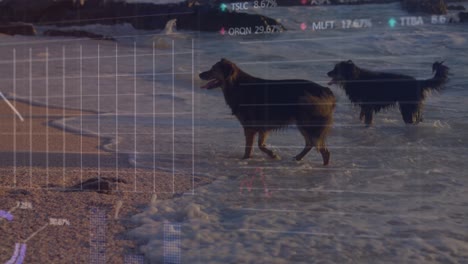 Animation-of-data-processing-over-dogs-at-beach