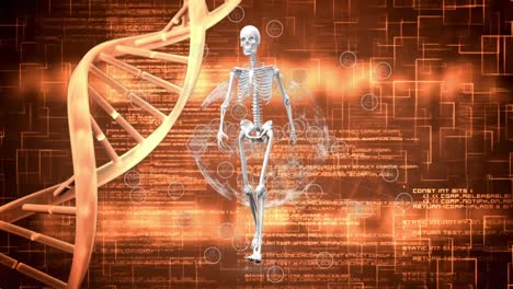 Animación-De-ADN,-Globo-Terráqueo,-Esqueleto-Y-Procesamiento-De-Datos-Sobre-Fondo-Naranja
