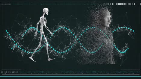 Animation-Des-DNA-Strangs-Und-Datenverarbeitung-Mit-Einem-Menschlichen-Skelettkörper,-Der-Aus-Explodierenden-Partikeln-Besteht