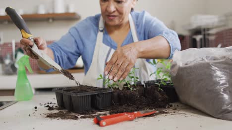 Smiling-senior-biracial-woman-wearing-apron-and-gardening-in-kitchen-alone