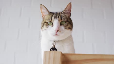 Nahaufnahme-Einer-Katze,-Die-Auf-Einem-Tisch-Im-Wohnzimmer-Sitzt
