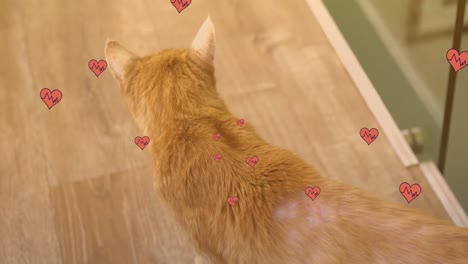 Animation-of-falling-hearts-icons-over-ginger-cat