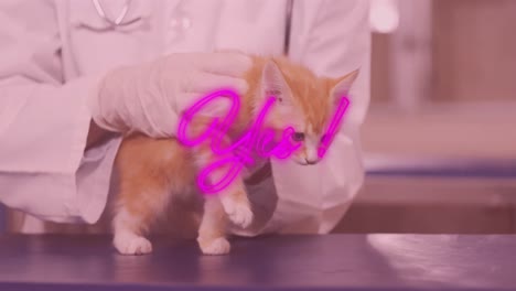 Animation-of-yes-pink-neon-text-over-ginger-kitten-in-background