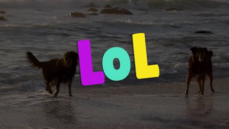 Animation-of-lol-text-over-two-dogs-at-beach