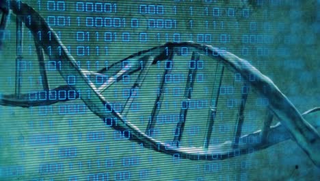 Animation-of-dna-rotating-over-binary-code-on-green-background